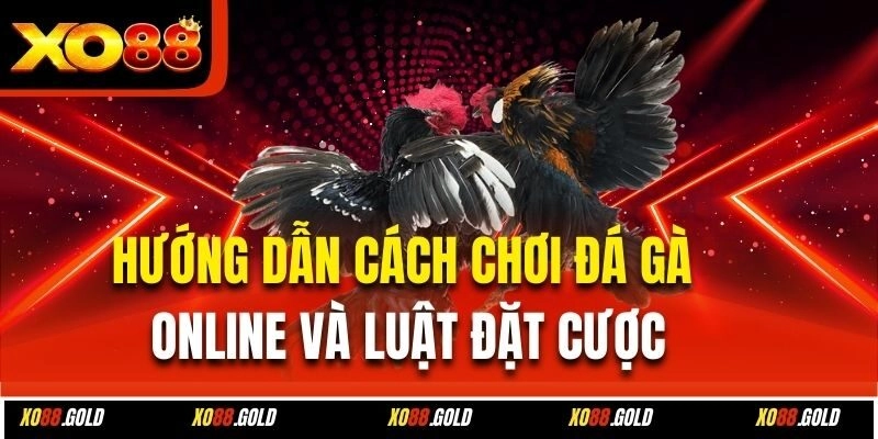 Quy định đưa gà vào trận đấu