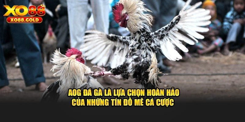 Những lý do nên tham gia trải nghiệm AOG đá gà