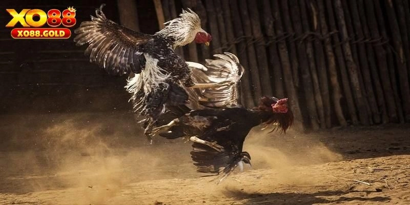 Đá Gà C2 – Giải Đấu Hấp Dẫn Tại Nhà Cái XO88, Nhiều Kèo Hay