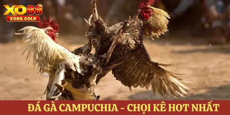 Đá gà Campuchia hôm nay và thông tin chung