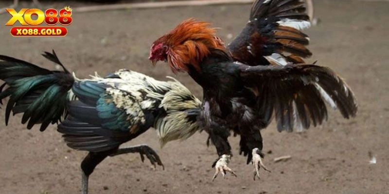 Theo dõi và tham gia đá gà Mỹ tại XO88 là lựa chọn tốt