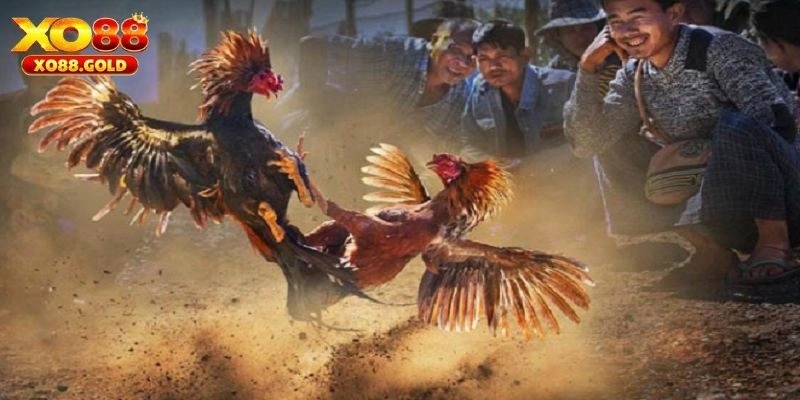 Đá Gà Mạng - Loại Hình Chọi Kịch Tính Dành Cho Kê Thủ